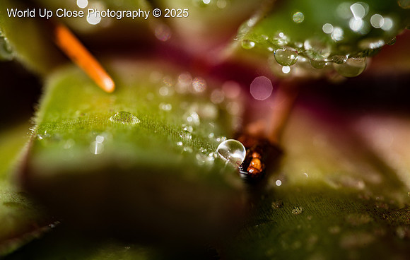 Glittering Dew