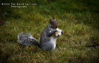 Nibbles