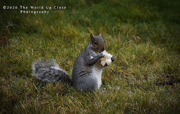Nibbles
