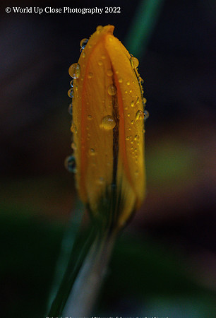 First Spring Bloom