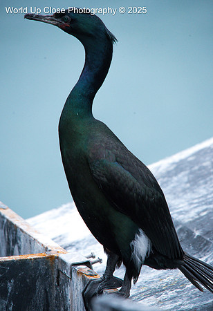Perched on the Edge