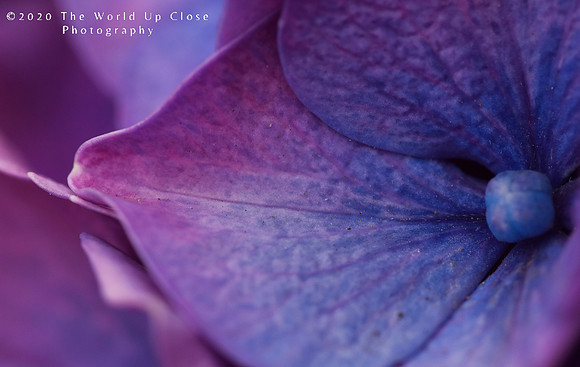 Fading to Purple