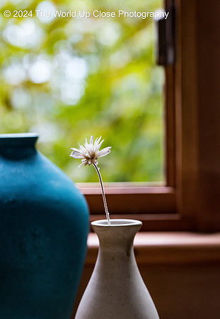 Morning Flowers