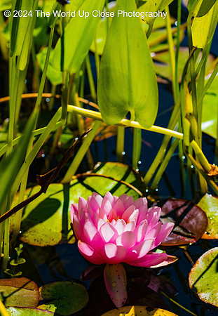 Frogs and Lilies