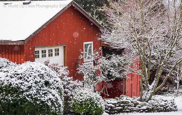 Red in Winter