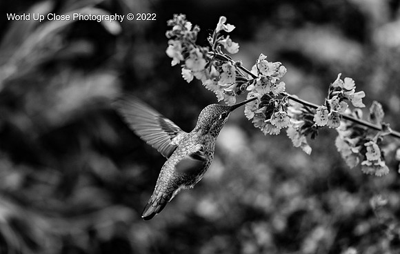 Hummingbird