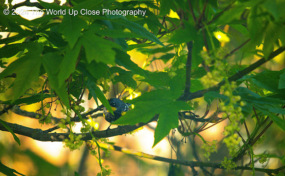 Yellow Rumped Warbler Peeking