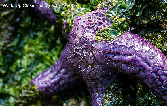 Ochre Star in Seaweed
