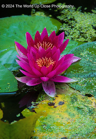 Water Lilies