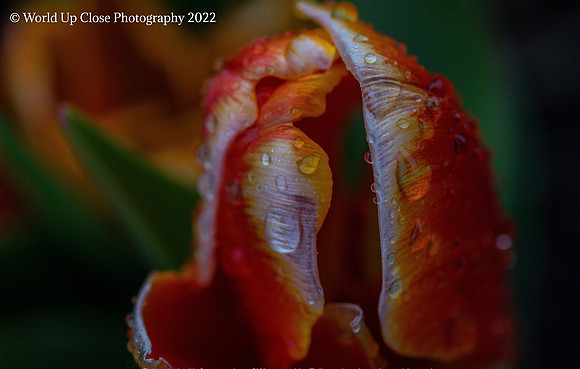 Fire Bloom
