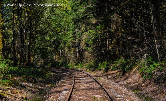 Forest Rails