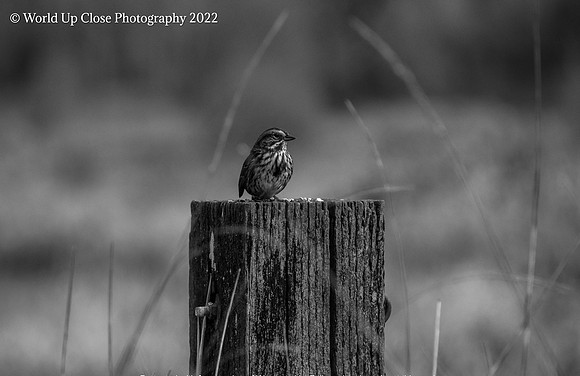 Song Sparrow