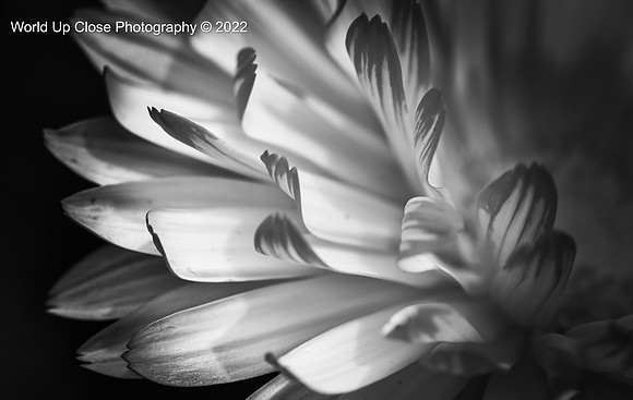 Unfurled Petals