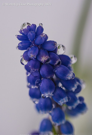 Beads and Bluebells