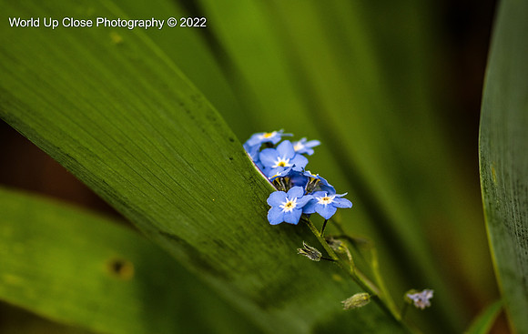 Forget Me Not