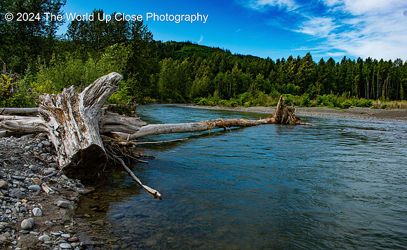 Riparian Zone