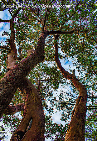 Madrone