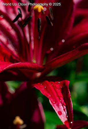 Maroon Petals