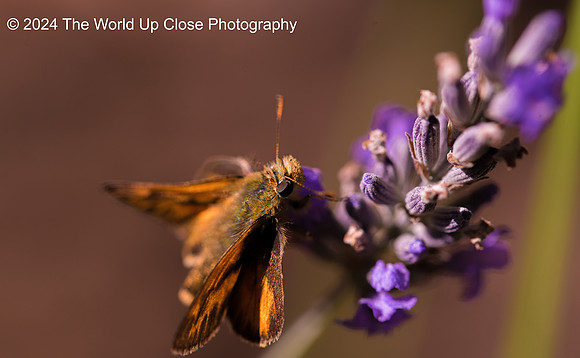 Lovely Lavender