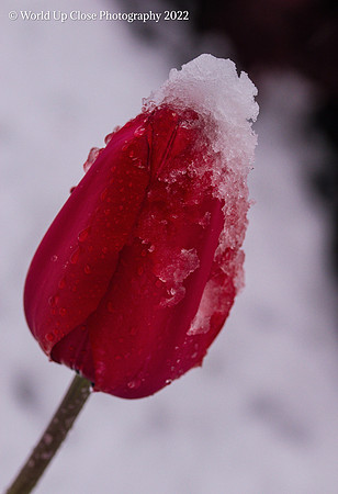 Tulip in Snow