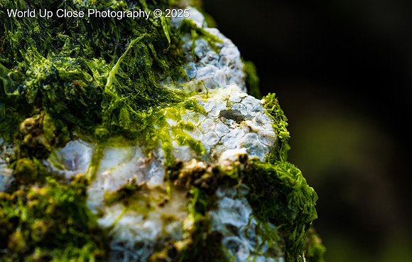 Seaweed and Barnacles