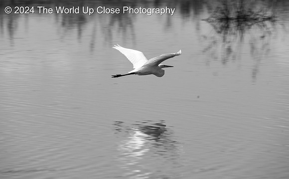 Gliding Ghost