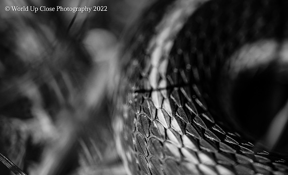 Smooth Scales
