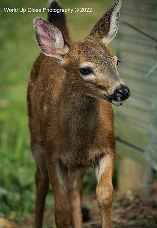 Curious