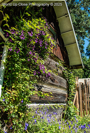 Orcas Pottery Flowers