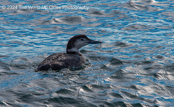 Common Loon in Winter Plumage
