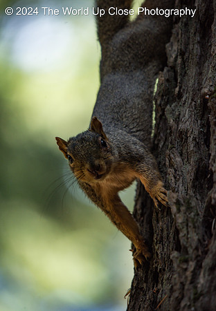 Curious Squirrel