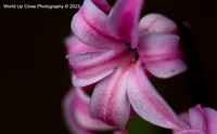 Pretty in Pink