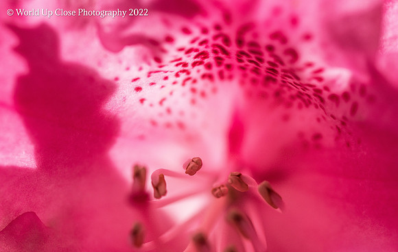 Pretty in Pink