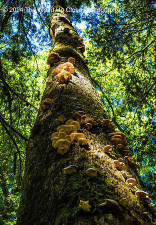Climbing Fungi