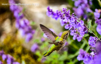 Among the Lavender