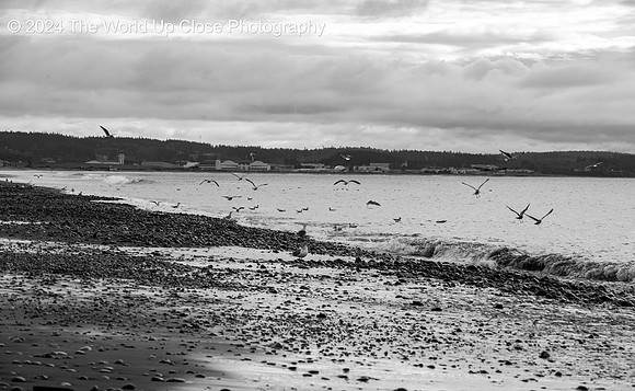 Wonder-gull