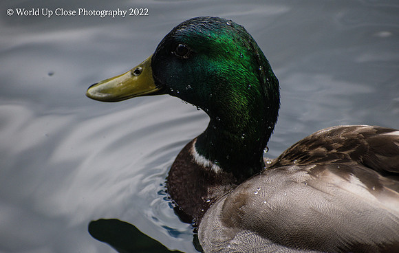 Dabbling Duck