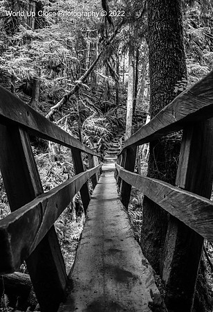 Bridge in the PNW