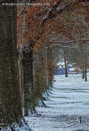 Line of Leaves